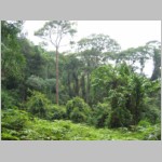 10 prawdziwy las deszczowy.html